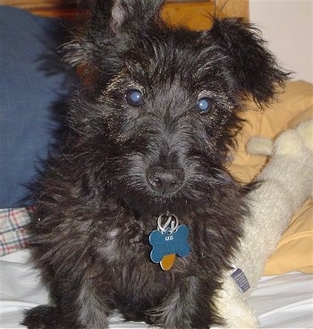 Close up - A fuzzy black Scoodle is sitting on a bed and it is looking forward. To the right of it is a long plush toy. The dog has short legs and round eyes.