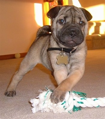 View from the front - A tan with black Shar Pei/Rat Terrier mix puppy is standing on a carpet and its front paws are over a white with green rope toy. Its head is wrinkly and its tail is curled up over its back.
