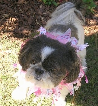 Shih+tzu+puppies+black+and+white