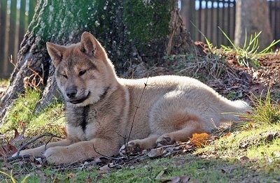 Shikoku dog special puppies to its owner