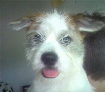 Close up head shot - A brown and white Shorgi puppy with its ears sticking straight out to the sides. Its mouth is open and its tongue is sticking out. It has longer straggly looking hair coming out from under its eyes covering them up slightly. Its nose is black.