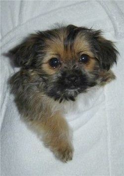 A tiny little furry little black and tan Shorkie Tzu puppy is placed in the pocket of a white robe and it is looking forward.