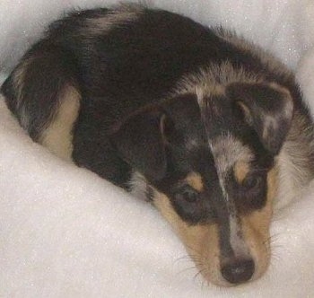 Close Up - Patches the Smooth Collie puppy is laying on a white foam dog bed