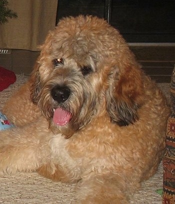 Close up front view - A thick coated, tan with white and black Saint Berdoodle is laying on a carpet and it is looking forward. Its mouth is open and its tongue is out.