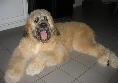 Side view - A thick coated, tan with white and black Saint Berdoodle dog is laying across a white tiled floor, it is looking forward, its mouth is open and it looks like it is smiling. Its body is tan with black on its snout, nose and ends of its ears.