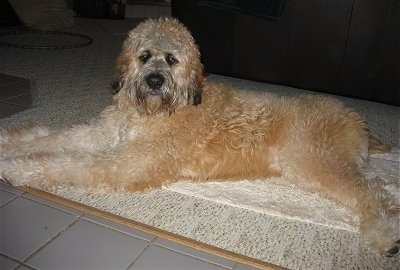 A thick, long coated, tan with white and black Saint Berdoodle is laying across a carpeted surface in a room and it is looking forward.