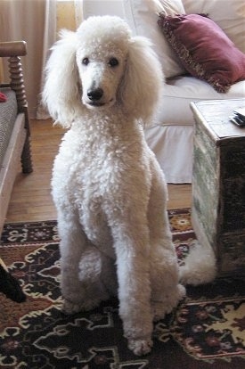 Standard Poodle Puppies on Apricot Standard Poodle Puppies For Sale