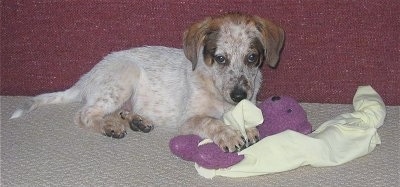 Side view - The right side of a white with brown and black Texas Heeler puppy that is laying across a carpet and there is a couch behind it. It has a blanket and a purple plush doll under its front paws.