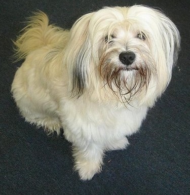 Close up front view looking down at the dog - A long-haired, white with black Tibetan Terrier is sitting on a green carpet looking up.