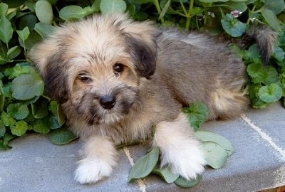 Tibetan Terrier Puppies on Molly  The Tibetan Terrier Puppy At Months Old