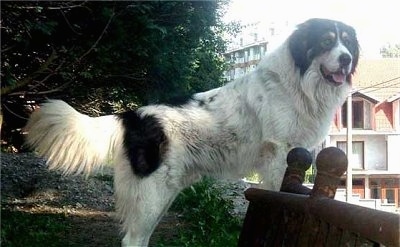 The right side of a huge, thick coated white with black Tornjak that is standing on a small stone wall, it is looking forward, its mouth is open and its tongue is sticking out. It has a long tail with thick long hair on it.