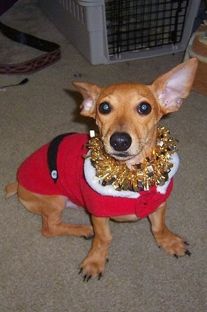 Frankie, the Toy Rat Doxie at 1½ years old, at 8 inches and about 10 pounds (Dachshund / Rat Terrier hybrid)