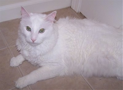 Turkish Angora Kittens for