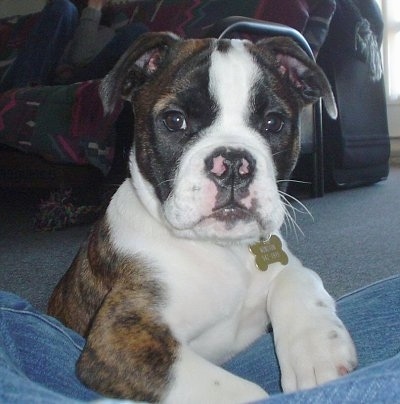 Winston, the Valley Bulldog puppy posing at almost 3 mo
