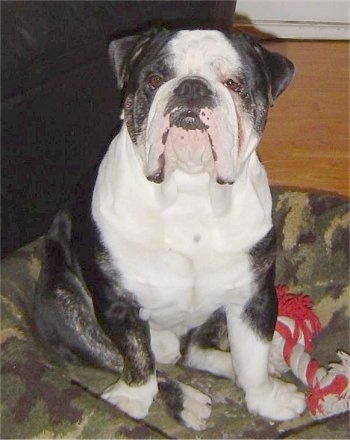 A black with white Victorian Bulldog is sitting in a camo dog bed, it is looking forward and there is a red and white rope toy to the right of it. The dog has a big black noes, a large head, a very wide chest, small v-shaped ears and a lot of extra skin hanging from its lips.