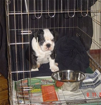 A thick, pudgy, wide, chunky, black with white Victorian Bulldog puppy sitting on a black towel in the back of a crate with a bowl of food on top of a newspaper. It is holding its head low and looking up with its eyes. The puppy has huge paws, a wide chest and a big head with small ears that fold down to the front.