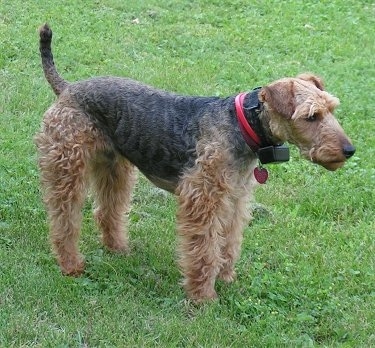 Murphy, the Welsh Terrier at 3 years old