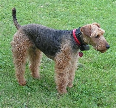 http://www.dogbreedinfo.com/images18/WelshTerrierMurphy3YearsOld.JPG