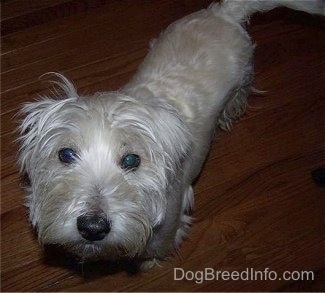 The front left side of a recently shaved Westie and it is looking up. It has longer hair on its face and shorter hair on nits back.