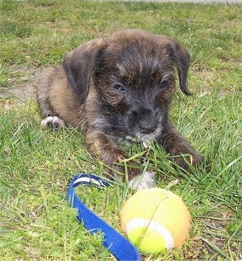 A small young brown with black West of Argyll Terrier is laying in a field and it is looking down at a tennis ball in front of it. The dog's eyes are squinty and it has a black nose and dark eyes.
