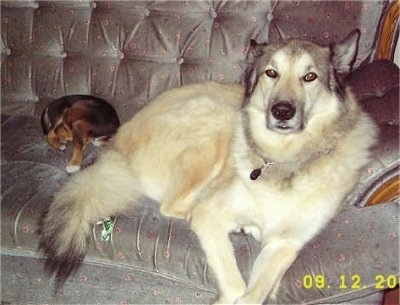 A very large tan and white with black Wolamute is laying across a couch and it is looking forward. There is a smaller dog laying down next to it.
