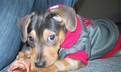 The left side of a black and brown Xoloitzcuintli puppy that is wearing a grey with red jacket and it is laying down under a persons legs. It has a thin soft coat, large round eyes and ears that fold down to the front.