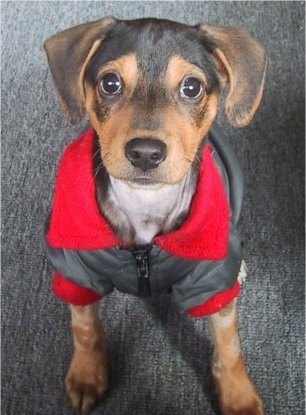 Top down view of a black and brown Xoloitzcuintli puppy that is sitting on a carpet and it is wearing a grey with red jacket. The puppy has a black and tan short soft fur, a black nose and large round dark eyes.