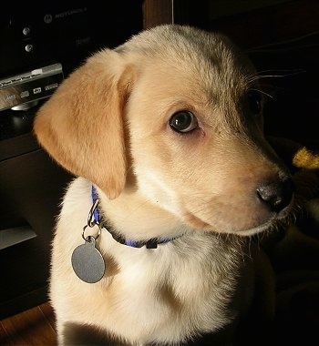 Logan, the Yellow Lab puppy at 2½ months old - "Logan is a purebred Yellow 