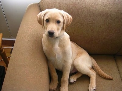 chocolate labrador retriever puppies. Logan, the Yellow Lab puppy at