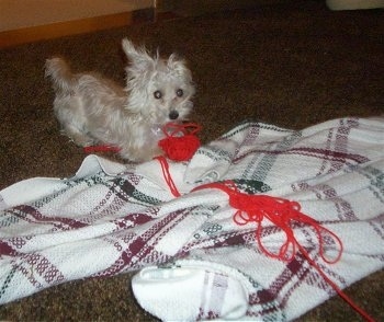 The front right side of a white YoChon puppy that is playing with unraveled red yarn over a blanket
