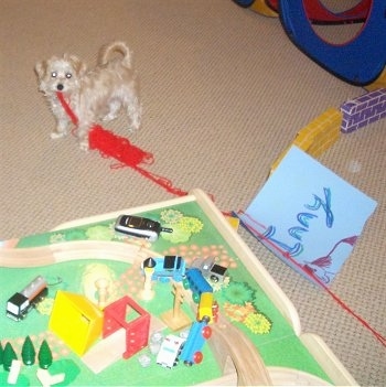The front left side of a white YoChon puppy that is dragging yarn across a play room
