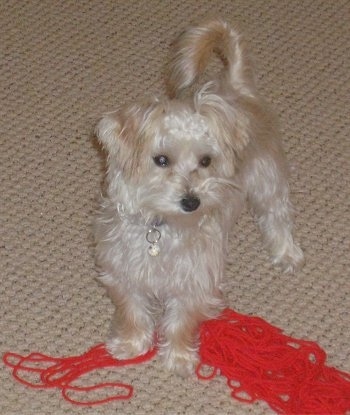 A white YoChon puppy is standing over unraveled red yarn and it is looking to the right.