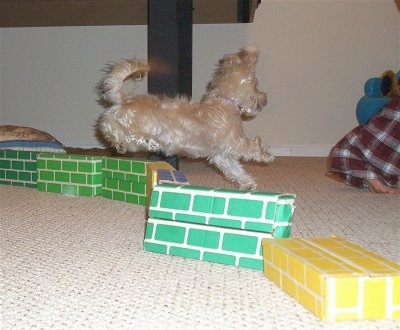 The right side of a white YoChon puppy that is jumping over a wall made of cardboard