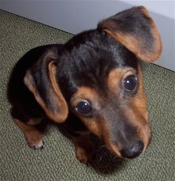 Close up - Top down view of a black with brown Yorkie Russell puppy that is sitting on a carpeted surface. It has small ears that fold over to the front, wide dark round eyes and a black nose.