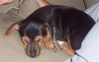 The left side of a black and tan Yorkie Russell puppy that is sleeping on top of a pillow on top of a person.