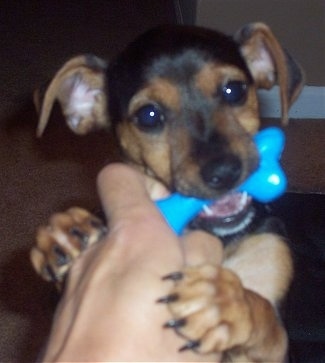 Close up - A black and tan Yorkie Russell puppy is standing up against a persons hand that is holding a blue bone. The puppy is biting the hand. It has small ears that fold over to the sides, wide round eyes and a black nose.