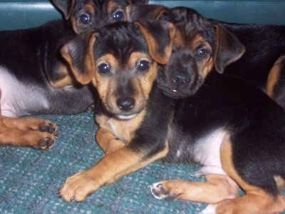 Three black with brown and white shorthaired Yorkie Russell puppies are laying on top of a carpet in a pile. All of the pups have small ears that fold over to the front, wide round black eyes and black noses.