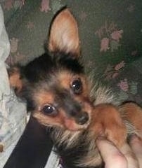 A tiny, wiry looking, black with tan Yorkillon puppy is laying on its back, on top of a person who is on a green floral print couch.