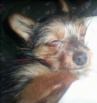 Close up - The right side of a black with tan Yorkillon dog sleeping on a bed. Its eyes are closed and it has a big black nose and large perk ears that are slightly pinned back.