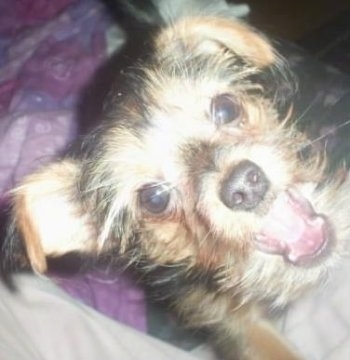 Close up - Top down view of a black with tan Yorkillon puppy that is jumped up against a person that is sitting on a couch. The Puppies mouth is open. One of its ears is hanging down to the side and the other is bent over at the tip.