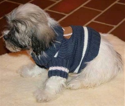 The left side of a white with gray and black Zuchon puppy that is sitting on a rug and it is wearing a knit sweater. it is looking to the left. Its ears hang down to the sides.