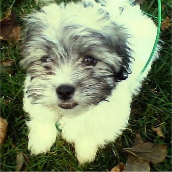 View from the top looking down - A white with grey Zuchon puppy is sitting in grass looking up.