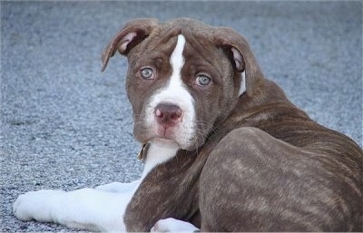 Dozer at 9 weeks old. Both of Dozers parents are from Johnson lines