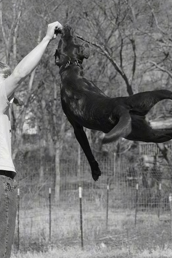 Toby the Chocalate Lab is several feet off of the ground jumping up to grab a stick out of a persons hand. The picture is in black and white