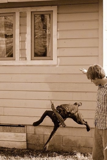 Toby the Chocalate Lab has all four paws off of the ground as he lands from a jump with a large stick in its mouth. The picture is Sepis toned