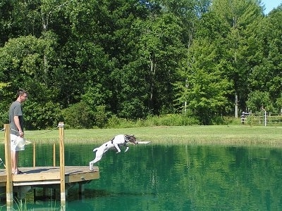 Tom the Short Haired Pointer is jumping into a body of water with a stick in its mouth. There is a person standing on a dock behind it.