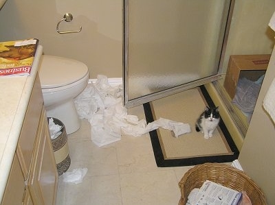 Unrolled toilet paper in front of a toilet with an open shower door and a kitten sitting in front of the shower door on a rug