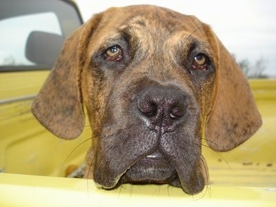 Close up - A brindle American Bull Dogue de Bordeaux has its head on the side of a truck bed and it is looking forward.