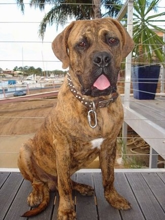 The right side of a brindle American Bull Dogue de Bordeaux that is sitting on ahardwood floor, it is looking forward, its mouth is open and its tongue is hanging out.