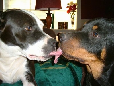 Skylar, a full blooded American Pit Bull and Zeus, a full blooded Rottweiler